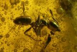 Fossil Ants (Formicidae) and a Centipede (Geophilidae) in Baltic Amber #166214-1